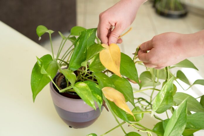 Saralyn Wasserman Discusses Common Houseplant Mistakes and How to Avoid Them